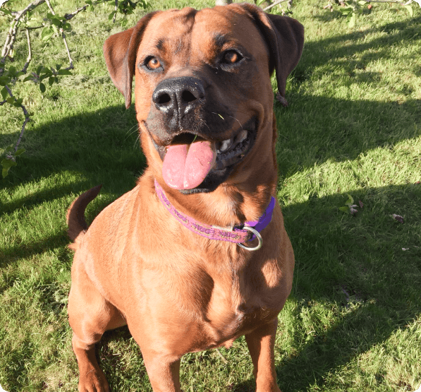 Boxweiler dog