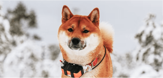 Akita dog