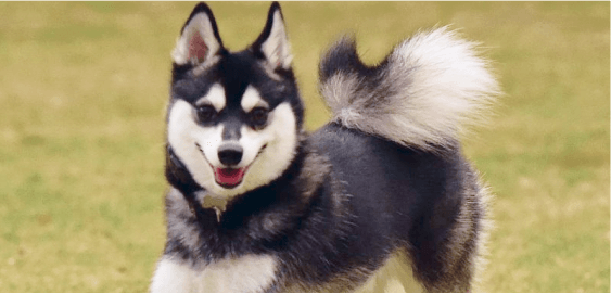 Alaskan Klee Kai dog