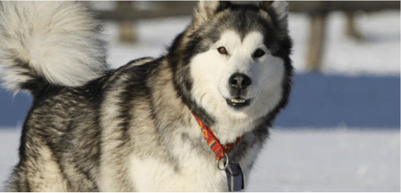 Alaskan Malamute dog