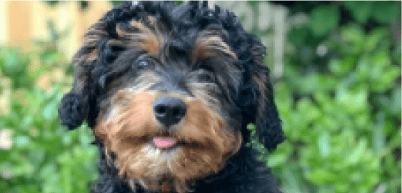 Dogs in Illinois