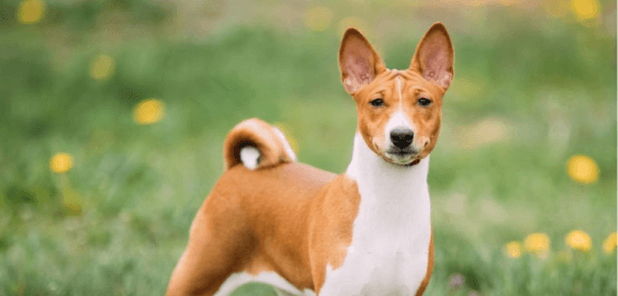 Basenji dog