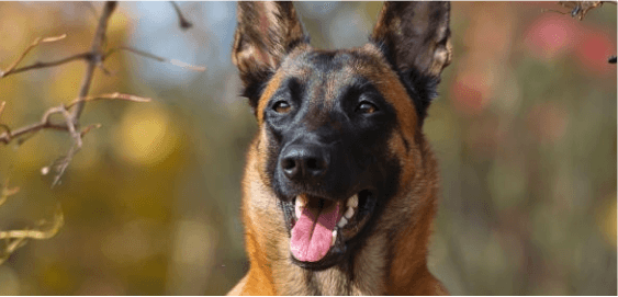 Belgian Malinois dog