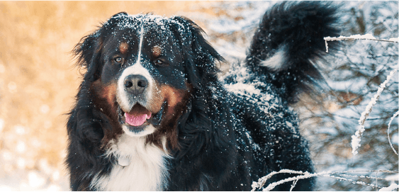 Bernese Mountain dog