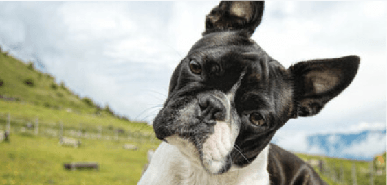 Boston Terrier dog