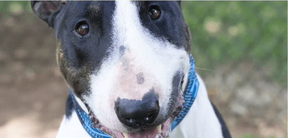 Dogs in Pennsylvania