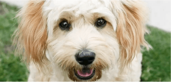 Cavachon dog