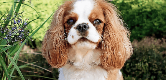 Cavalier King Charles Spaniel dog