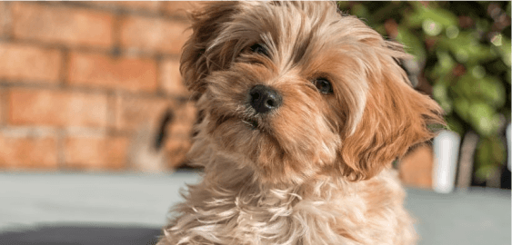 Cavapoochon dog