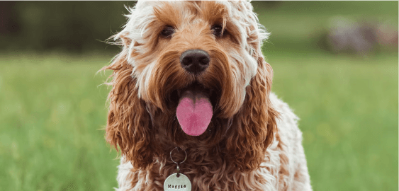 Cockapoo dog