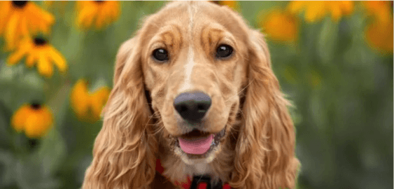 Cocker Spaniel dog