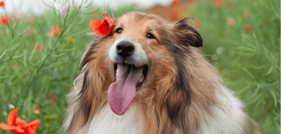 Collie dog