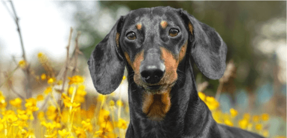 Dachshund dog