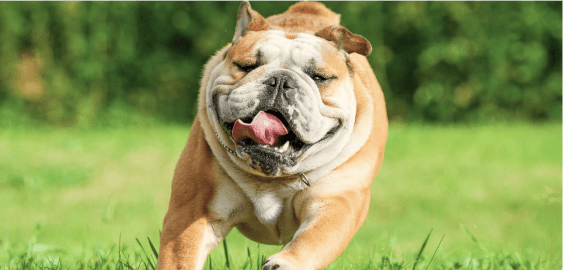 English Bulldog dog