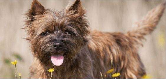 Cairn Terrier dog