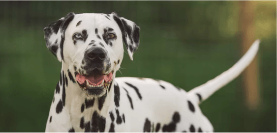 Dalmatian dog