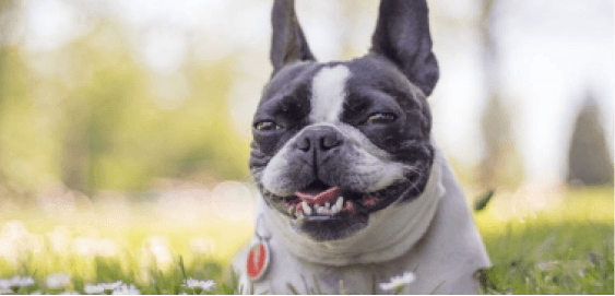 Frenchton dog