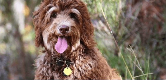 Golden Mountain Doodle dog