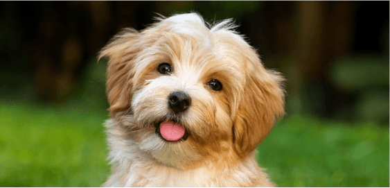 Havanese dog