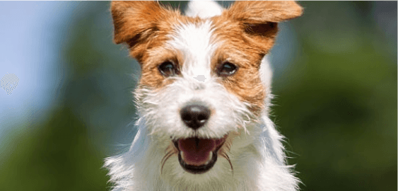 Jack Russell Terrier dog