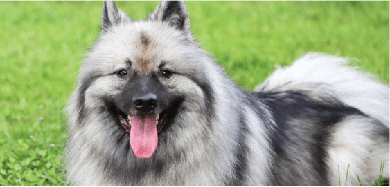 Keeshond dog