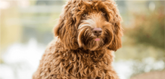 Labradoodle dog