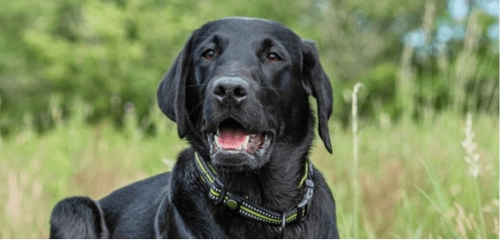 Labrador Retriever dog