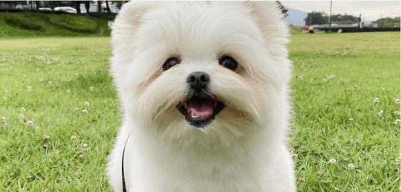 Maltipom dog