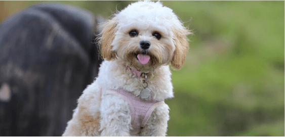 Maltipoo dog