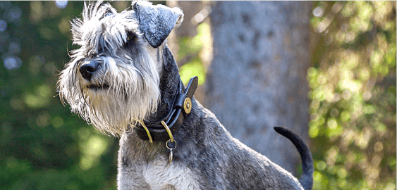 Miniature Schnauzer dog