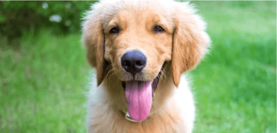 Miniature Golden Retriever dog