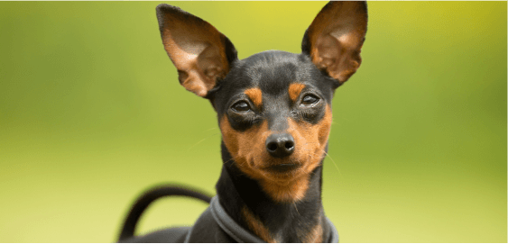 Miniature Pinscher dog