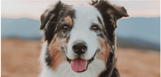 Dogs in Virginia