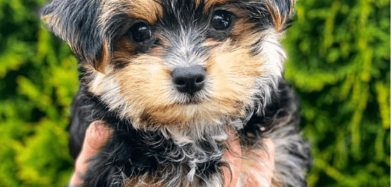 Morkie dog