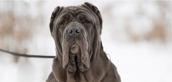 Neapolitan Mastiff dog