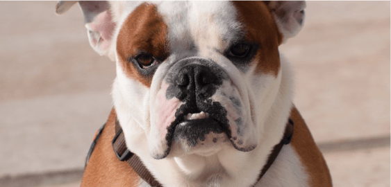 Olde English Bulldogge dog