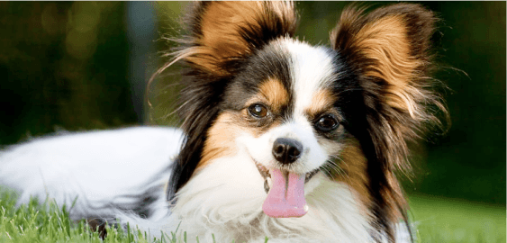 Papillon dog