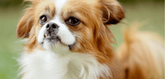 Pekingese dog