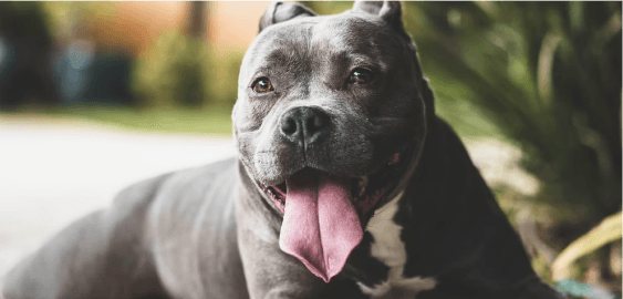 American Pit Bull Terrier dog