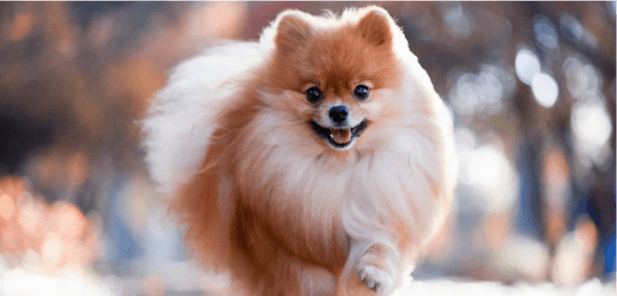 Pomeranian dog