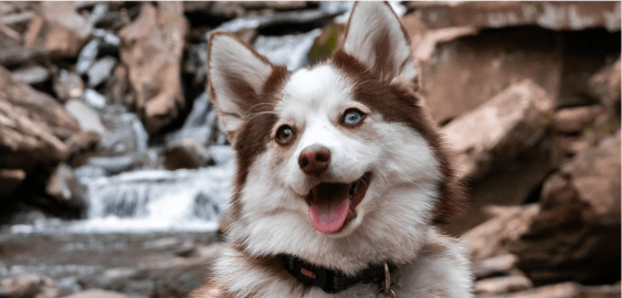 Pomsky dog