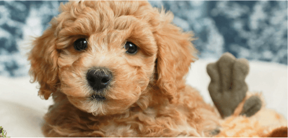 Poochon dog