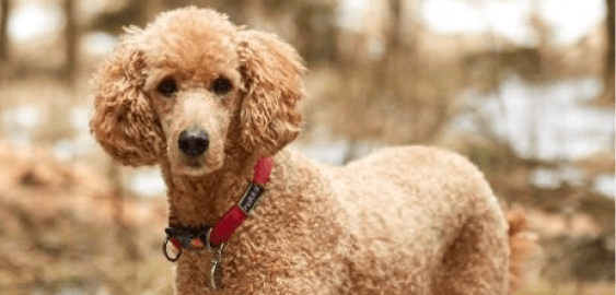 Standard Poodle dog