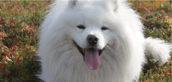 Samoyed dog