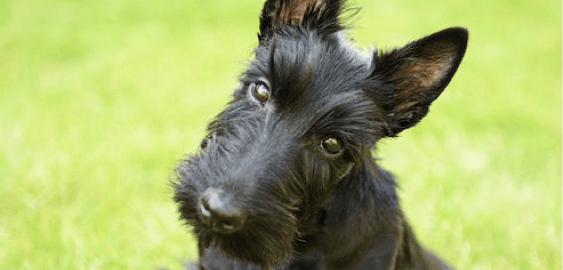 Scottish Terrier dog