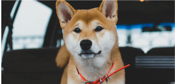 Shiba Inu dog