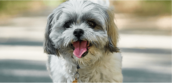 Shih Tzu dog