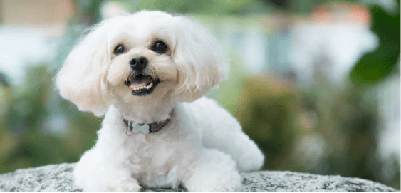 Shih-Poo dog