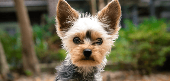 Yorkshire Terrier dog