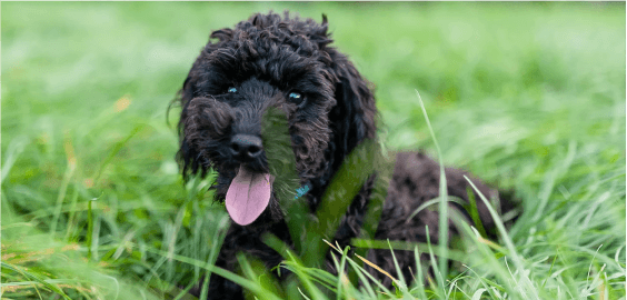 Toy Poodle dog